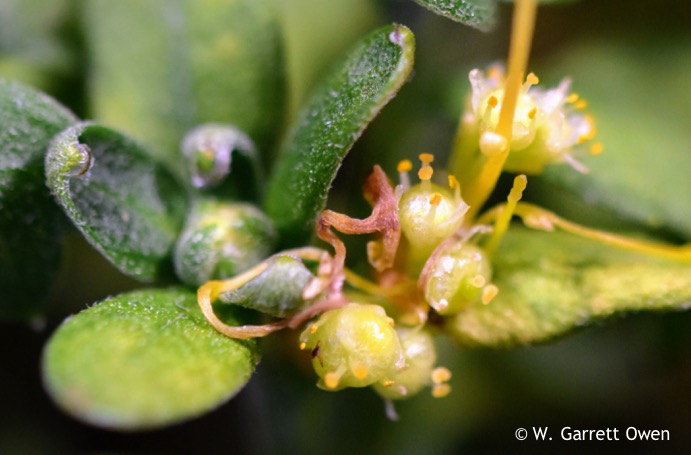 Field dodder flowers